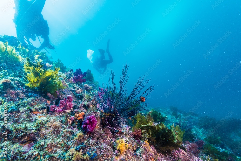 Fototapeta premium ソフトコーラルが繁茂する斜面を泳ぐダイバー