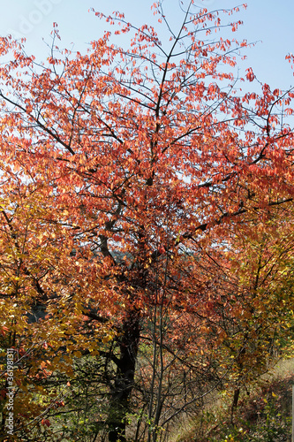 Autumn  Autumn leaves  Colorful  Colorful leaves  Thuringia  Germany  Europe