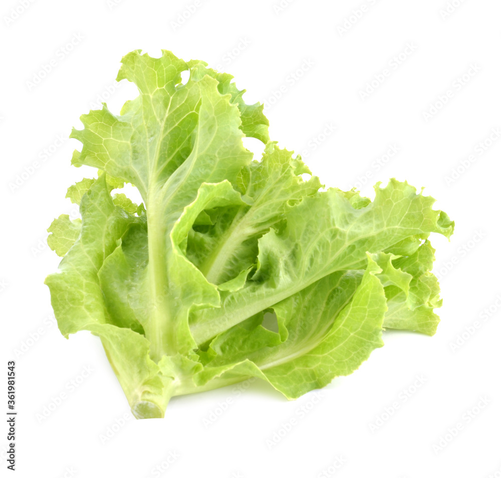 Salad leaf. Lettuce isolated on white background. Salad leaf. Lettuce isolated on white background.