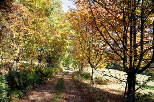 Autumn  Autumn leaves  Colorful  Colorful leaves  Thuringia  Germany  Europe