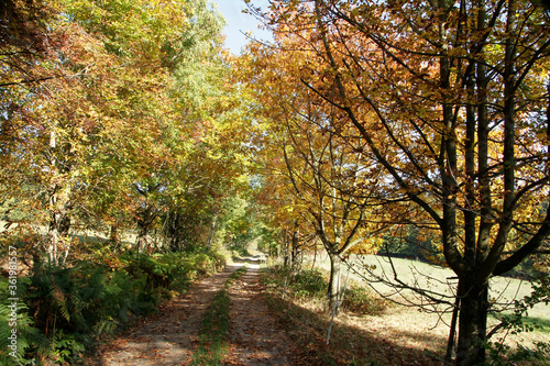 Fototapeta Naklejka Na Ścianę i Meble -  Autumn, Autumn leaves, Colorful, Colorful leaves, Thuringia, Germany, Europe