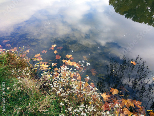 White daisies, green and dry grass, last year's yellow leaves. Lake shore and sky and forest reflections. Moldova.
