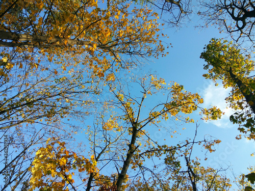 Tall trees with colorful leaves against a blue sky with clouds