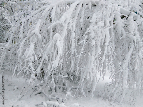 White snow on the long branches of a tree. Kishinev. Moldova.