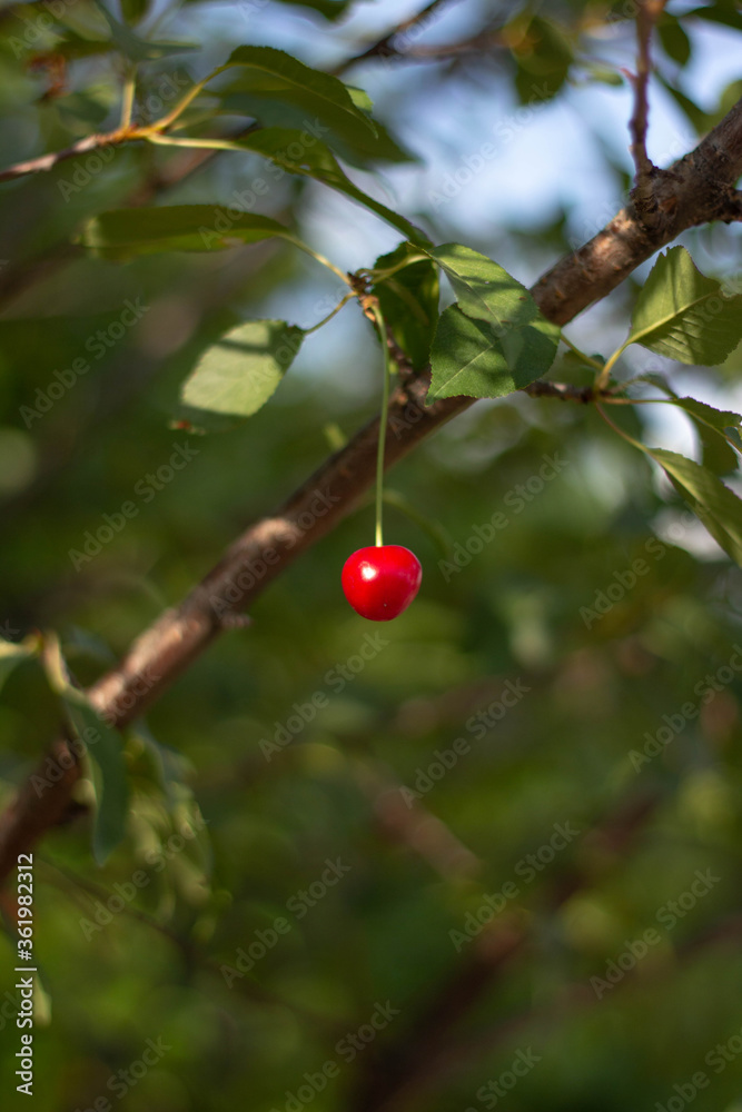 
Cherry weighing on a branch among the leaves