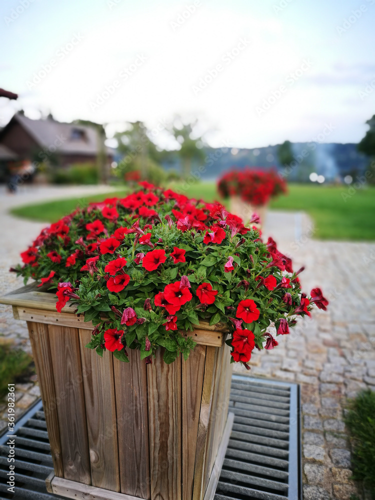 Fototapeta premium Red flower.