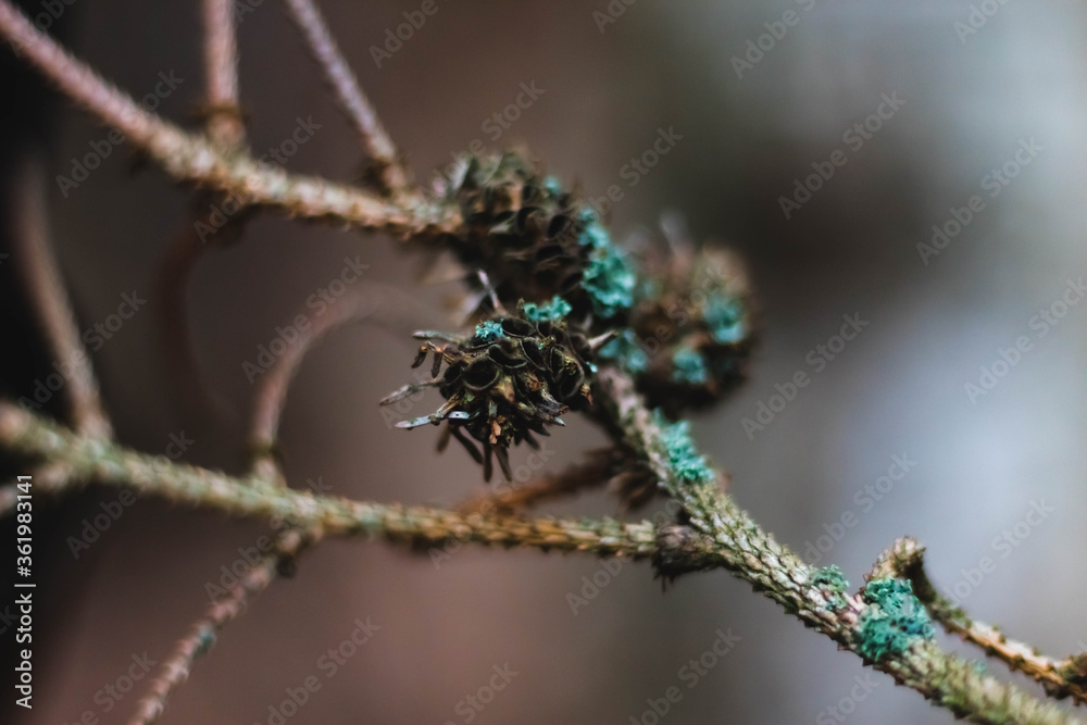 cone and lichen on branch in dark colors cone and lichen on branch in dark colors