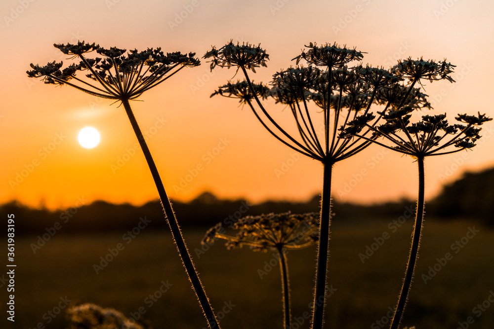 wildflowers at sunrise