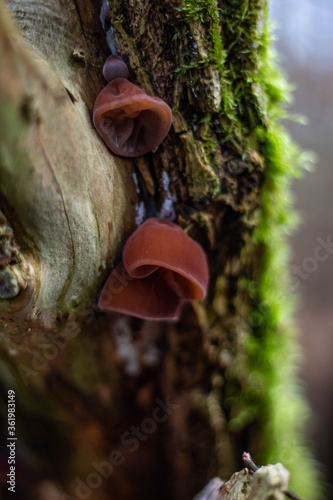 red fungus on branch in macro in winter 