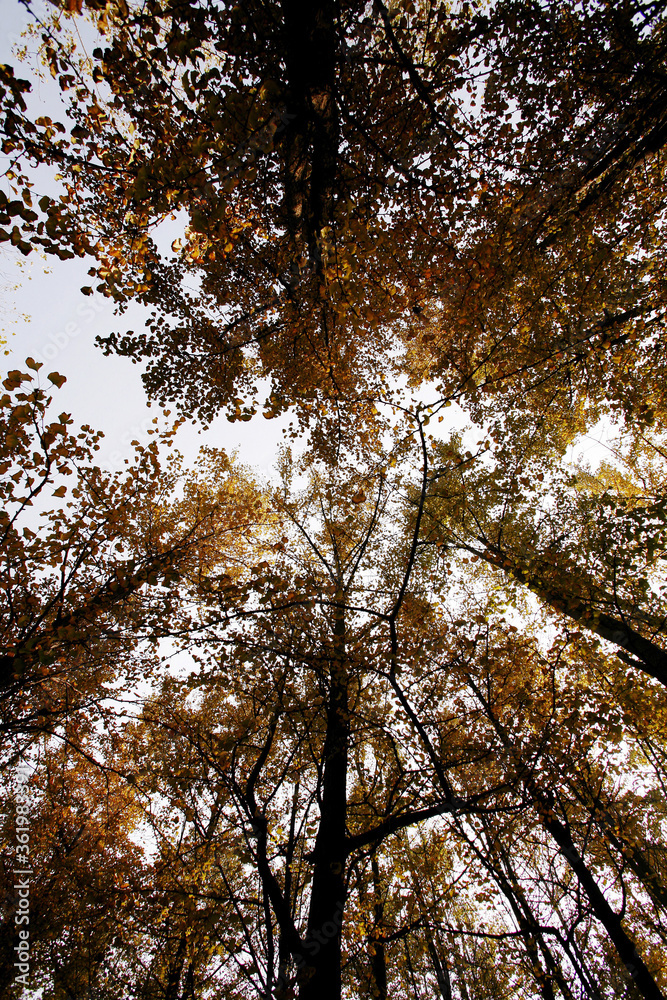 Fototapeta premium Trees