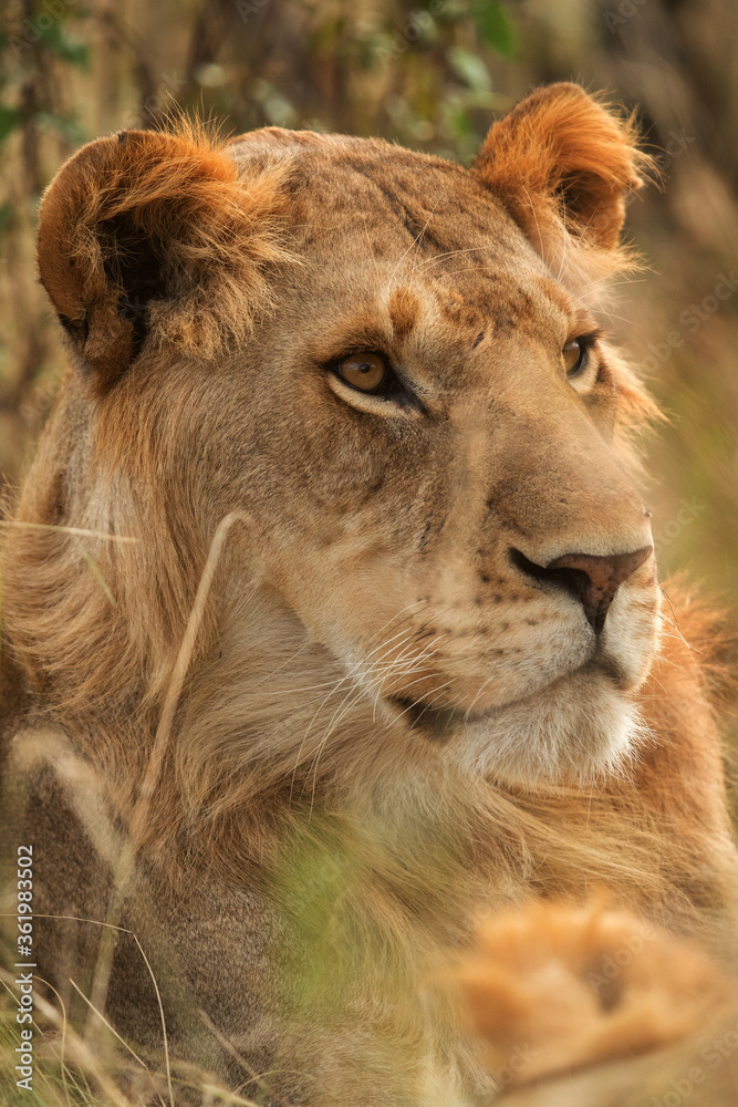 Closeup of a Lion, Masai Mara