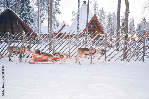 Reindeer sledge © Stevenson Immanuvel