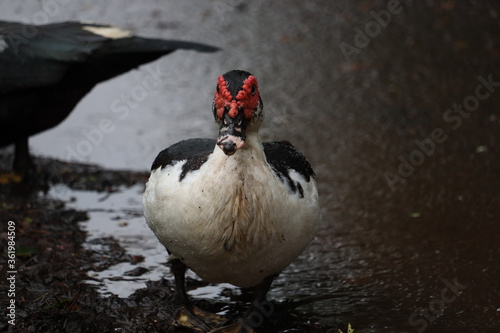 Muscovy duck walking outside on the rainy weather photo