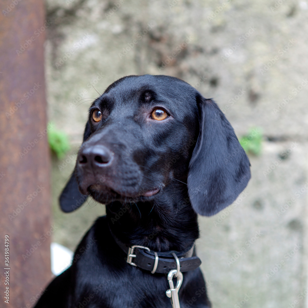 Portrait of a beautiful black Labrador dog