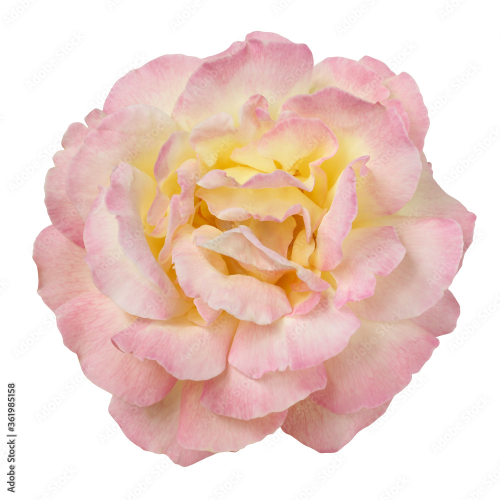 rose flower isolated on white background with clipping path. rose flower isolated on white background with clipping path.