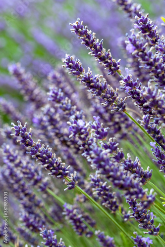 Lavender flower in closeup