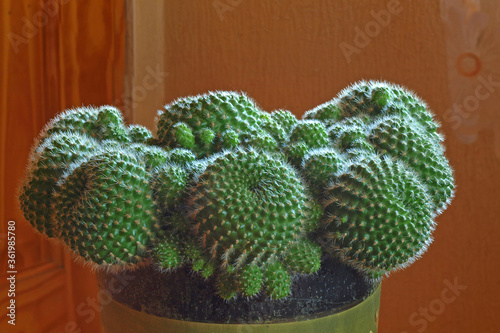 Ball cactuses