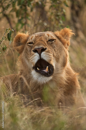 Lion in the bush of Masai Mara  Kenya