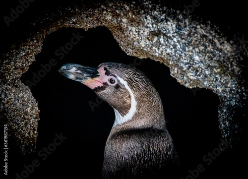 Canvas Print penguin in a cave entrance