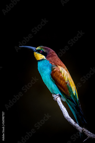 colorful european bee eater