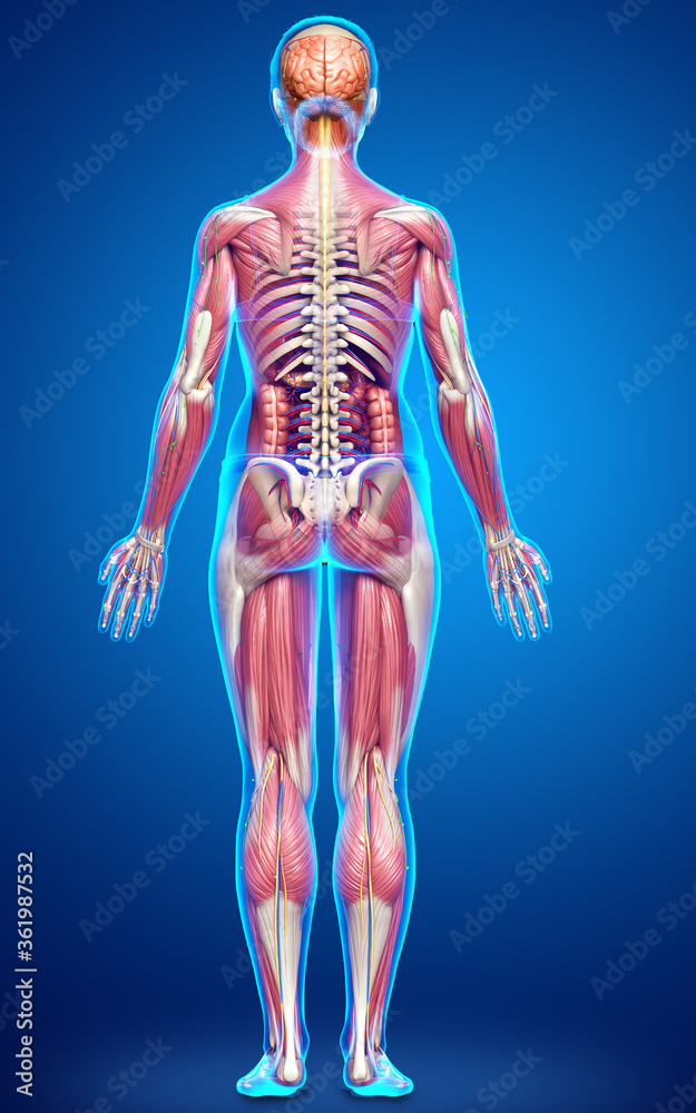 3d rendered medically accurate of the female anatomy 3d rendered medically accurate of the female anatomy