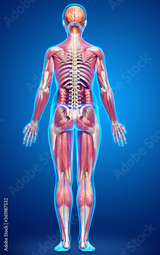 3d rendered medically accurate of the female anatomy © pixdesign123