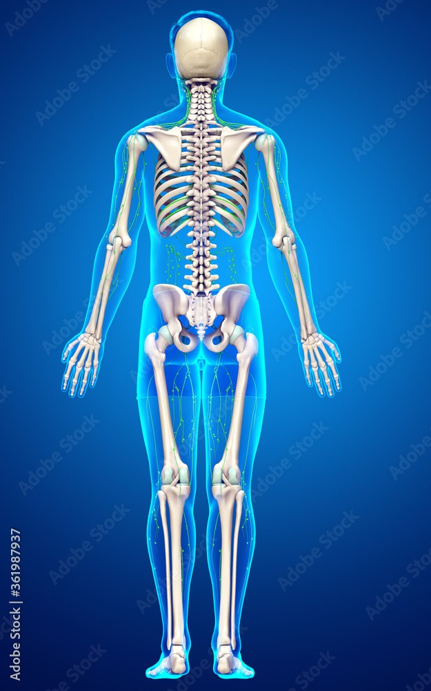 3d rendered medically accurate illustration of a male lymphatic system 3d rendered medically accurate illustration of a male lymphatic system
