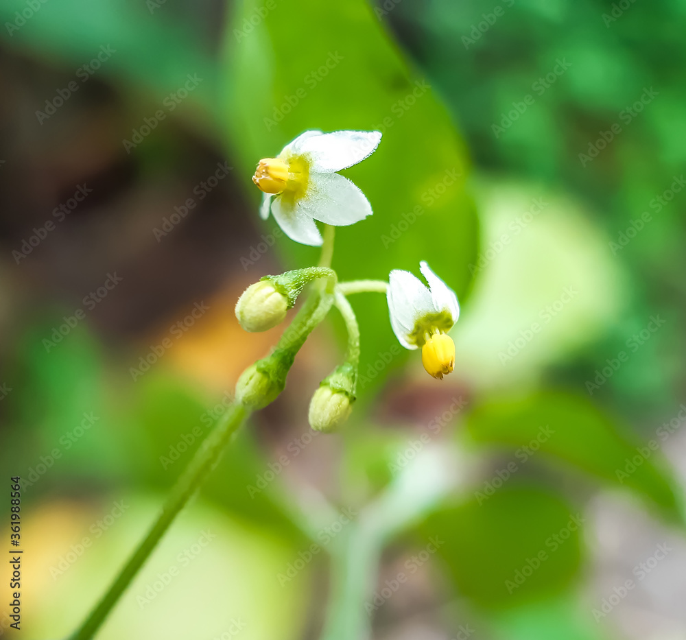 The green tree has white flowers and the flowers have yellow pollen. The green tree has white flowers and the flowers have yellow pollen.