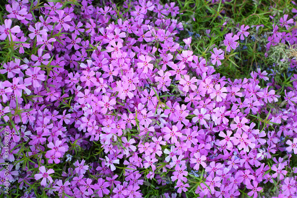 Lilac Phlox subulata (Creeping Phlox, moss phlox) - creeping plant with small violet flowers to decorate flower beds. Floral background.
Lilac Phlox subulata (Creeping Phlox, moss phlox) - creeping plant with small violet flowers to decorate flower beds. Floral background.