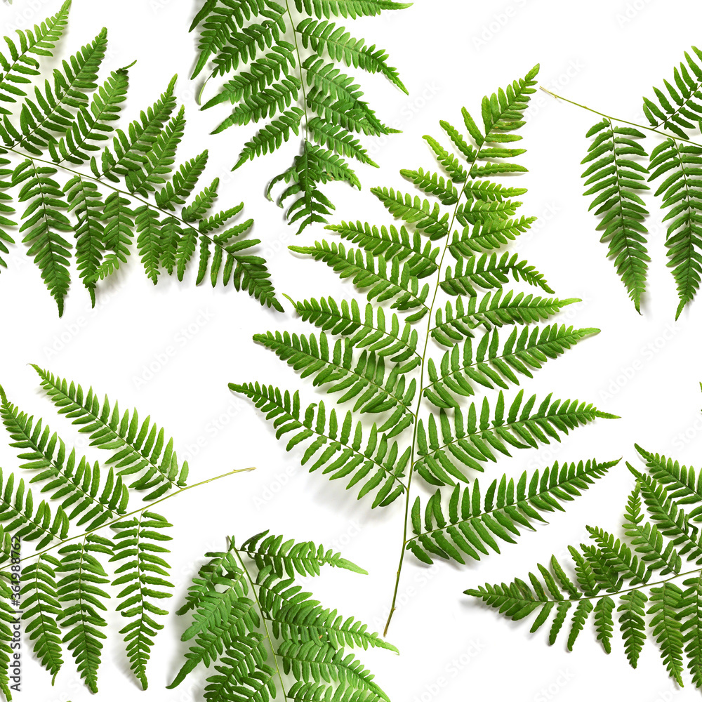 fern leaf seamless pattern isolated on white background