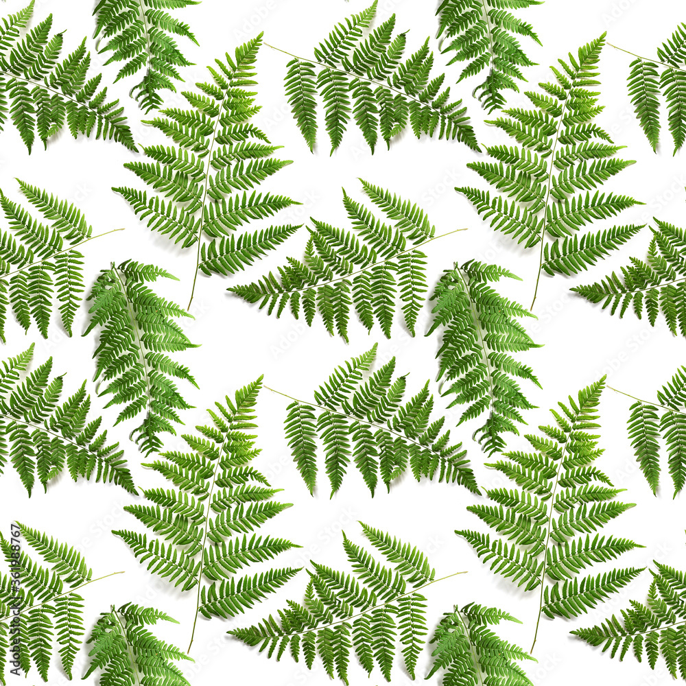 fern leaf seamless pattern isolated on white background