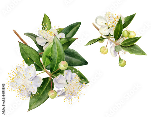 Myrtle flowers on branch hand drawn watercolor illustration on white background photo