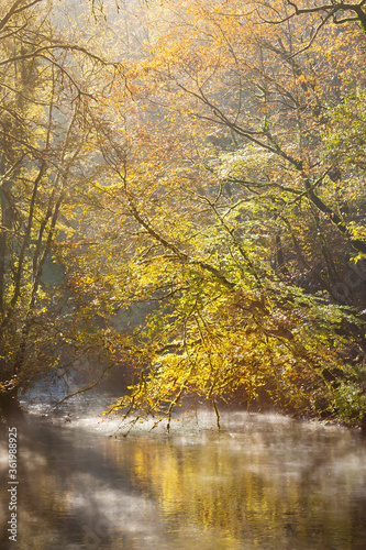 Golden leaved forested creek in France.