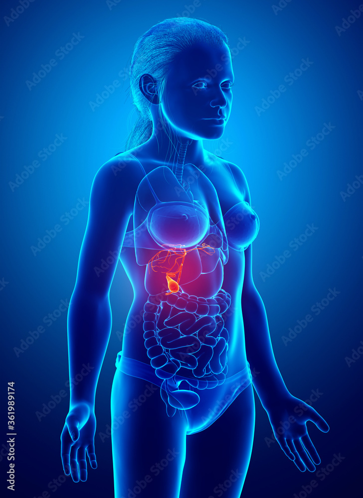 3d rendered medically accurate illustration of girl Organs Gallbladder Anatomy 3d rendered medically accurate illustration of girl Organs Gallbladder Anatomy