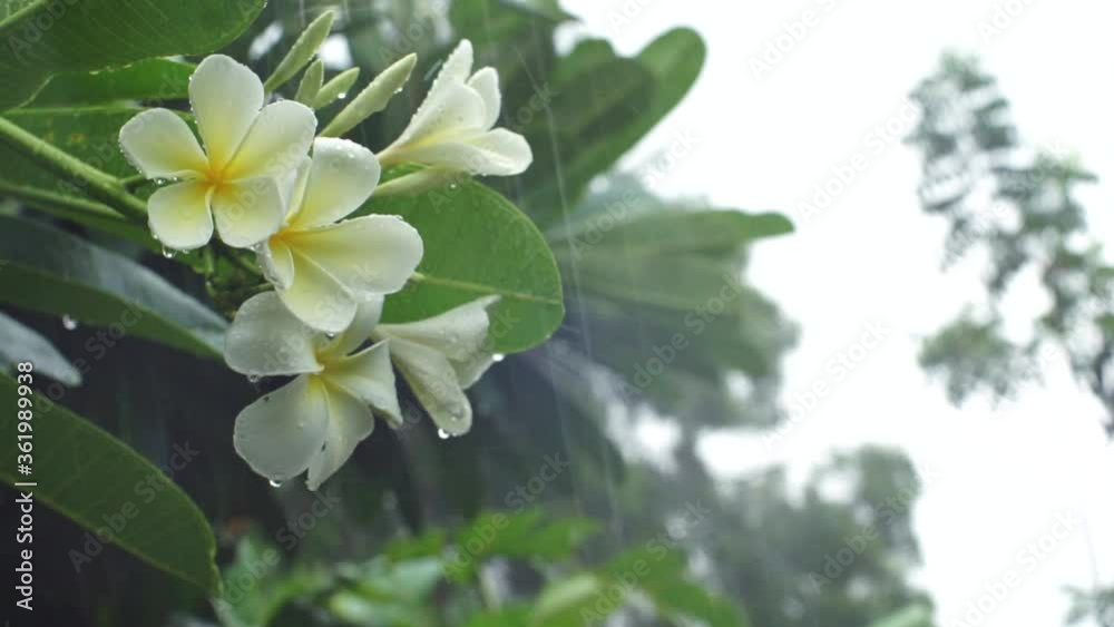 White plumeria in heavy rain, monsoon scene/rainy day with copy space. Handheld footage. White plumeria in heavy rain, monsoon scene/rainy day with copy space. Handheld footage.