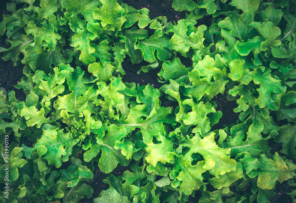 Green oak lettuce. Green salad grows in the garden.