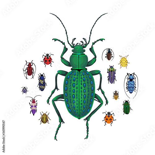 Vector set with Ground beetle and small colorful bugs. Cartoon handdraw illustration.