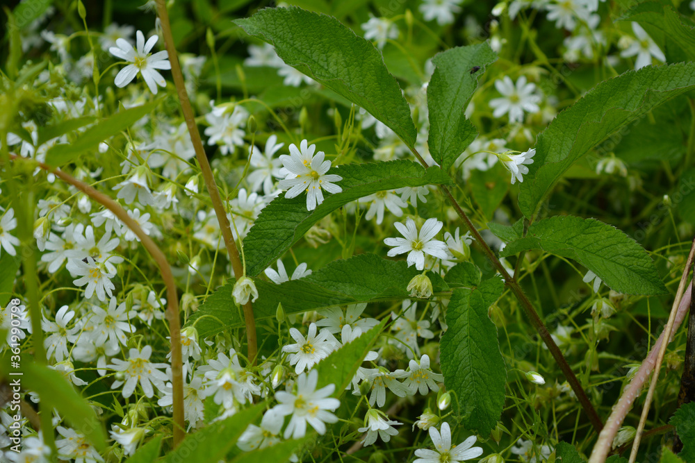 Flowers in the forest Flowers in the forest