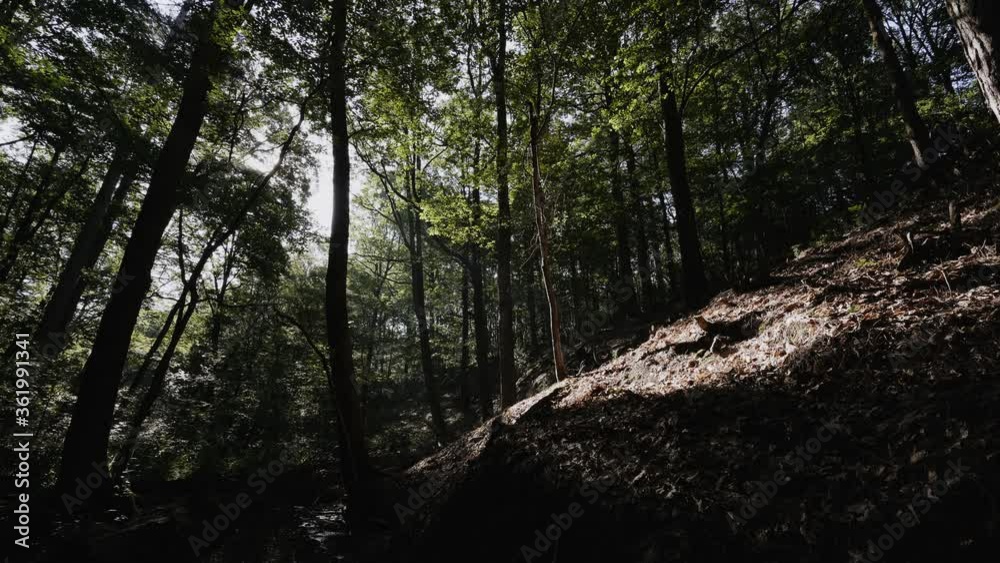 Forest scene with light pools and shadows on a hill Forest scene with light pools and shadows on a hill