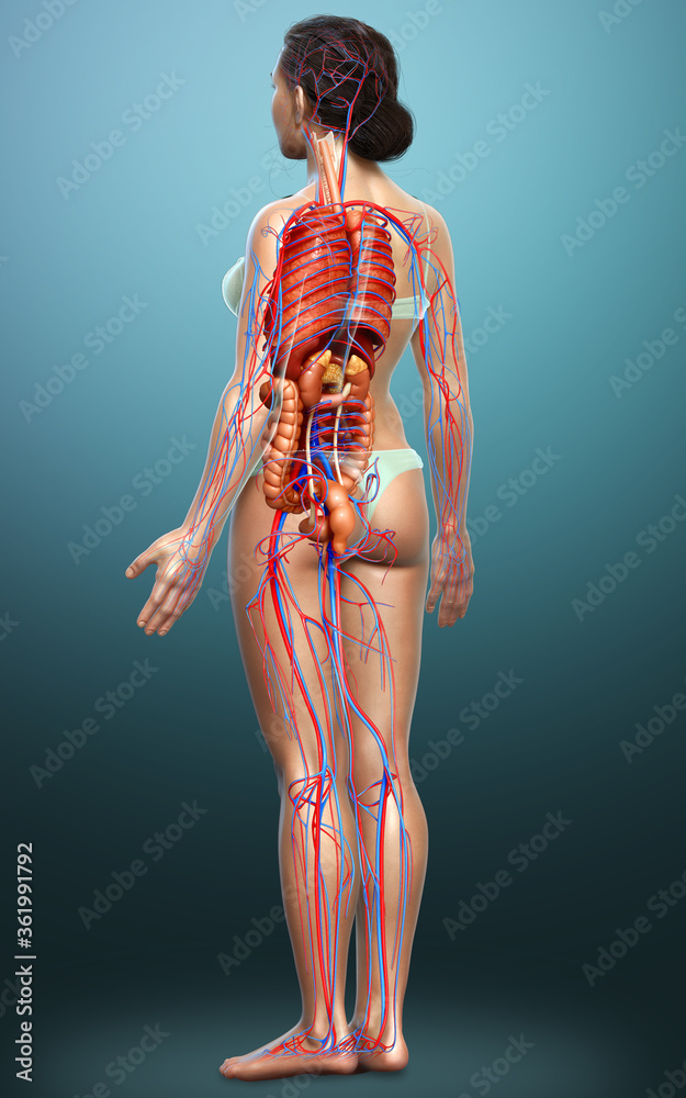 3d rendered medically accurate illustration of female Internal organs and circulatory system 3d rendered medically accurate illustration of female Internal organs and circulatory system