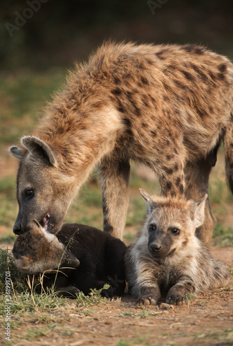 Hyena: mother and cubs, Masai Mara