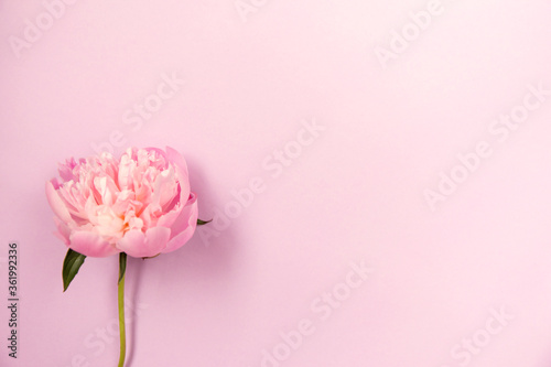 Wallpaper Mural Delicate pink peony flower on light purple background. Torontodigital.ca