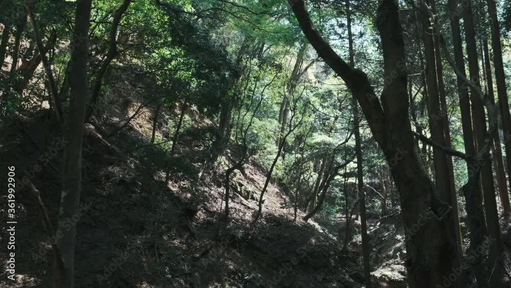 POV walking through forest as sun peeks through trees. Look Up View in Tropical Forest Background. Slowmotion Steadycam Footage. Kyoto, Japan. POV walking through forest as sun peeks through trees. Look Up View in Tropical Forest Background. Slowmotion Steadycam Footage. Kyoto, Japan.