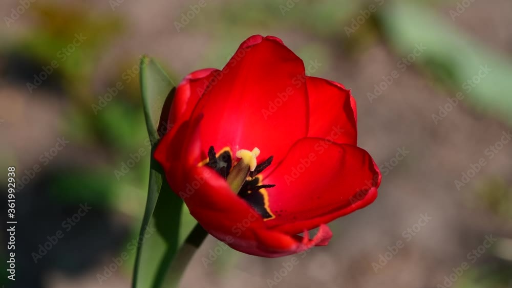 Nice macro video of tulip flower nature spring awakening Nice macro video of tulip flower nature spring awakening