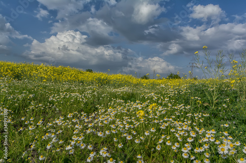 Poppies and chamomile in the field of rapeseed, a rug of red flowers. Beautiful clouds in the sky.