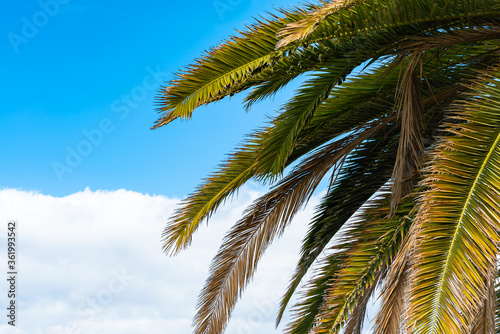 Beautiful green palm trees against the blue sunny sky with light clouds background. Tropical wind blow the palm leaves.