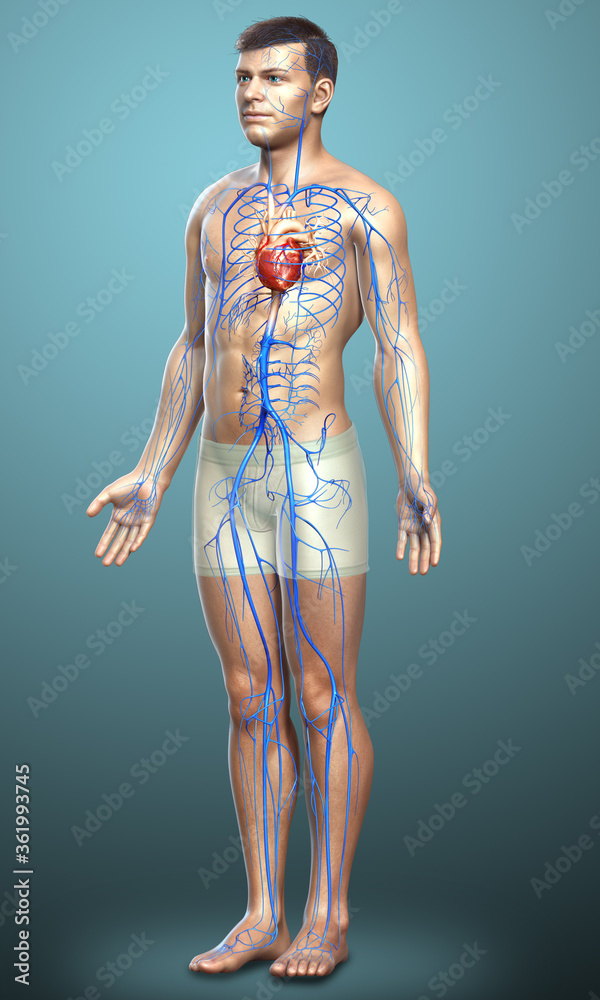 3d rendered medically accurate illustration of a male Veins anatomy