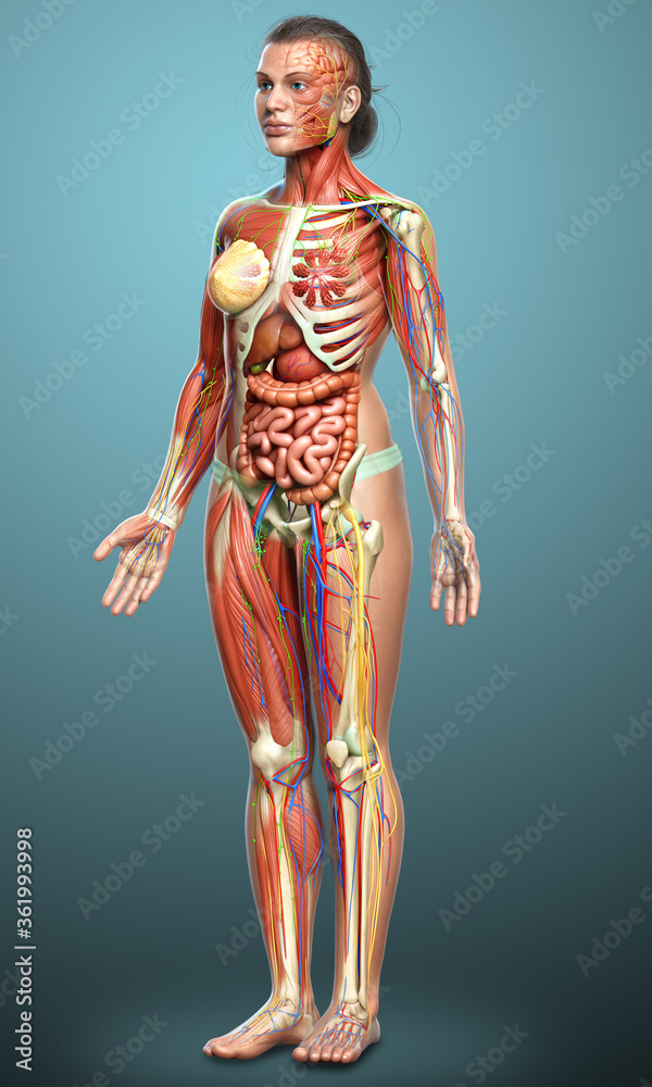 3d rendered medically accurate of the female anatomy 3d rendered medically accurate of the female anatomy