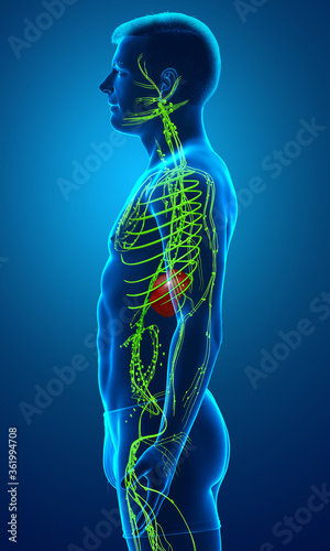 3d rendered medically accurate illustration of a male lymphatic system © pixdesign123