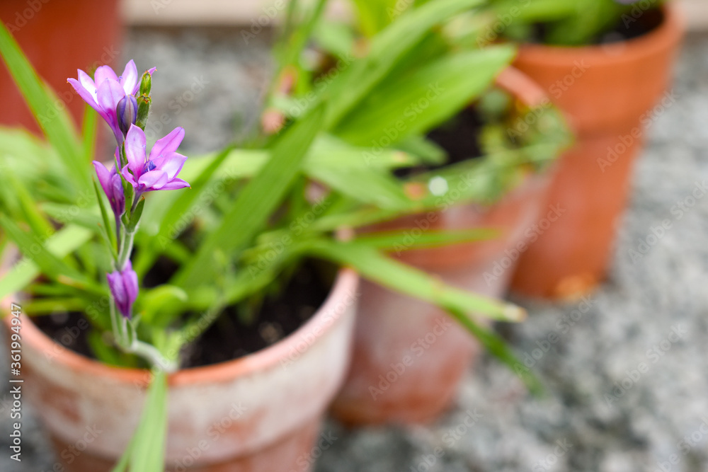 Small flower growing with pot plant outside in a small garden